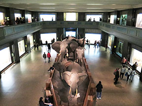 Museum of Natural History1